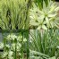 735063-camassia-leichtlinii-sacajawea