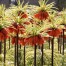 735440-fritillaria-imperialis-argenteovariegata-aureavariegata