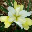 736135-iris-sibirica-butter-and-sugar