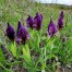 736140-iris-suaveolens