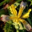 736150-iris-variegata