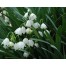 736240-leucojum-aestivum