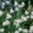 736250-leucojum-aestivum-gravetye-giant