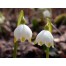 736270-leucojum-vernum