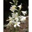 736300-lilium-candidum