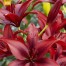 736314-lilium-hybride-asiatic-red