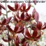 736320-lilium-martagon-claude-shride
