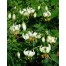 736322-lilium-martagon-alba