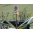 736390-muscari-ambrosiacum