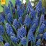 736400-muscari-armeniacum