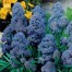 736420-muscari-armeniacum-fantasy-creation