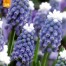 736440-muscari-aucheri-mountain-lady-touch-snow-ocean-magic-mount-hood