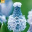 736454-muscari-azureum