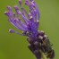 736460-muscari-comosum