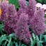 736470-muscari-comosum-plumosum