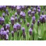 736490-muscari-latifolium