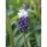 736500-muscari-neglectum
