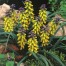 736510-muscari-macrocarpum-golden-fragrance