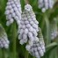 736530-muscari-neglectum-valerie-finnis
