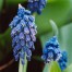 736540-muscari-paradoxum