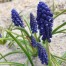 736545-muscari-joyce-spirit