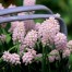 736550-muscari-pink-sunrise