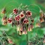 736560-nectaroscordum-siculum-ssp-bulgaricum