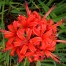 736573-nerine-sarniensis-orange