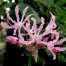 736575-nerine-undulata