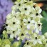 736580-ornithogalum-arabicum