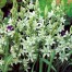736590-ornithogalum-nutans