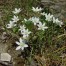736600-ornithogalum-umbellatum