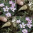 736620-oxalis-adenophylla