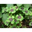 736625-oxalis-deppei-iron-cross
