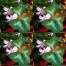 736632-oxalis-triangularis-fanny