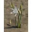 736798-pancratium-maritimum