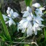 736800-puschkinia-scilloides-var-libanotica