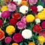 736820-ranunculus-asiaticus-paeony-flowered-mix