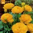 736840-ranunculus-asiaticus-paeony-flowered-yellow