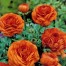 736860-ranunculus-asiaticus-paeony-flowered-orange
