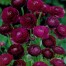 736870-ranunculus-asiaticus-paeony-flowered-purple