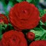 736880-ranunculus-asiaticus-paeony-flowered-red