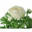 736900-ranunculus-asiaticus-paeony-flowered-white