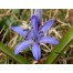736930-scilla-bifolia
