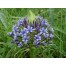736970-scilla-peruviana