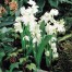 737000-scilla-siberica-alba