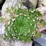 737020-selaginella-lepidophylla