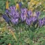 737100-triteleia-laxa-corrina