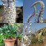 737200-urginea-maritima