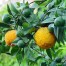818415-bergamot-feminello